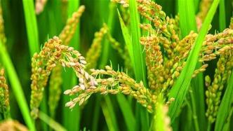 种子休眠“开关”找到了，显著改善水稻、小麦穗发芽现象