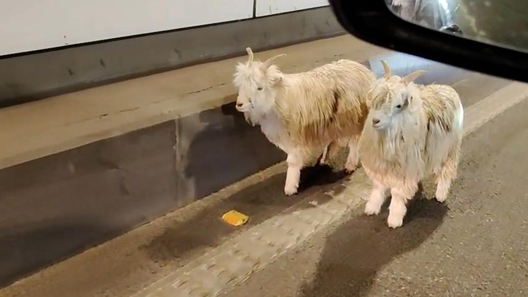 两只羊从烧烤店“出逃”在隧道内“迷路”，被抓到送回商家
