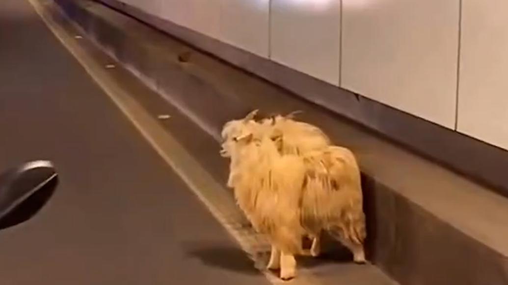 重庆两只羊从烧烤店“出逃”，店主称民警发现后交还