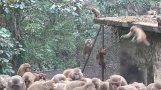 江西宜丰百余只野生猕猴食物短缺，野保人员送粮过冬