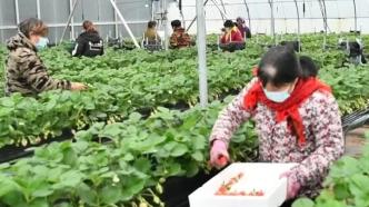 科技助农，山东沂源120亩草莓大棚日常管理仅需3人