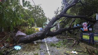 早安·世界｜气旋风暴“曼杜斯”登陆印度，树木被连根拔起