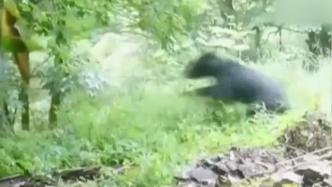 红外相机又立功了！亚洲黑熊遇到秦岭羚牛竟掉头就跑