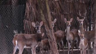 廣州長(zhǎng)隆兩頭海南坡鹿幼崽首次與游客見面