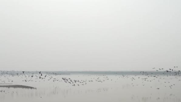 山东黄河滩：十余万只大雁再次“归来”