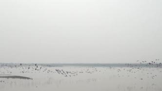 山东黄河滩：十余万只大雁再次“归来”