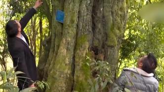 贵州黔西发现一树龄超1300年的乌柿树