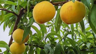 浙江湖州一商家宣称黄桃可提高免疫力被罚