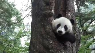 大熊猫国家公园生机盎然