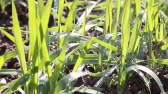 河南内黄91万亩小麦全部出苗，全力保障小麦安全过冬