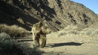 中方专家组监测研究发现：戈壁熊数量增至52只