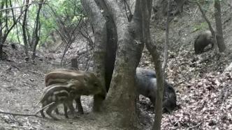山西孝义“树洞驿站”引来多种珍禽野兽