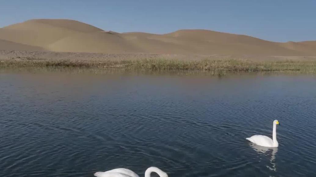 塔克拉玛干沙漠周边湖泊湿地成鸟类“天堂”