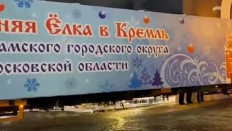 俄罗斯主新年枞树运达红场，树龄95岁