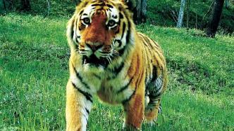 东北虎豹国家公园监测到幼虎10只幼豹7只