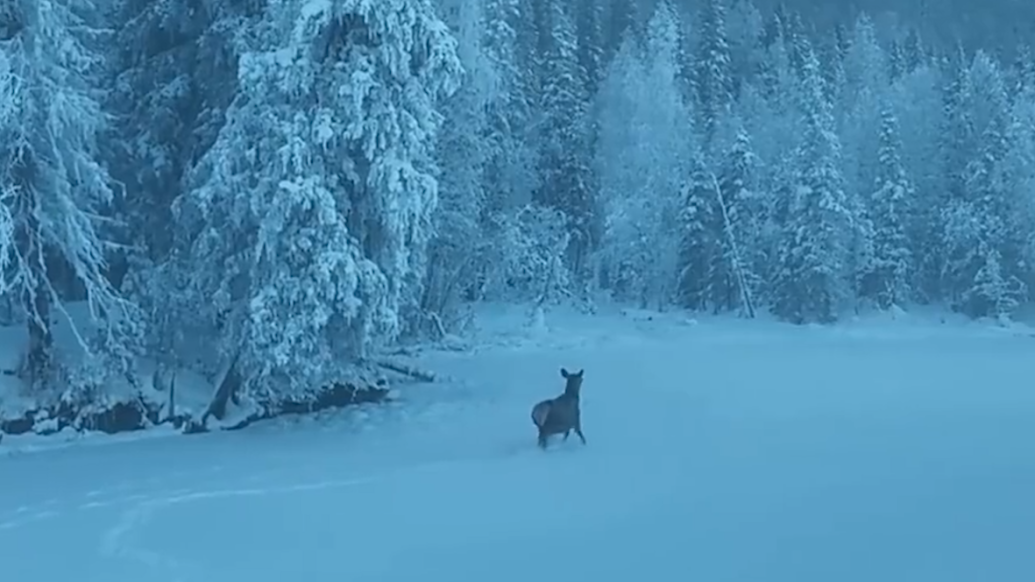 林深时见鹿！喀纳斯湖畔马鹿踏雪宛如童话精灵