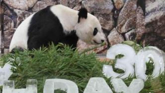 旅日大熊猫“永明”被任命为“中日友好特使”