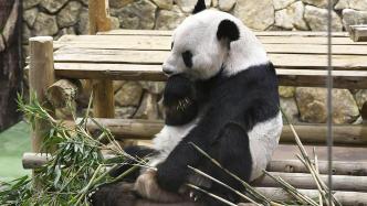 早安·世界｜回家！3只旅日大熊猫拟于2023年返回中国