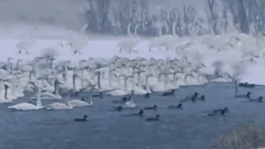 威海冬天的浪漫：雪中天鹅湖已上线