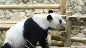 旅日大熊猫永明被任命为中日友好特使