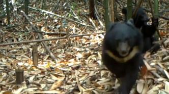 广东南岭首次拍摄到黑熊“母子同框”