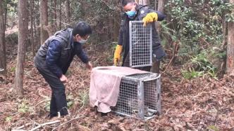 国家一级保护动物小灵猫获救后重返大自然