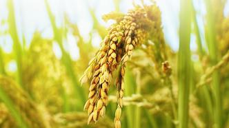 国家审定优质水稻品种占比超六成