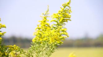 《重点管理外来入侵物种名录》发布：鳄雀鳝、加拿大一枝黄花在列