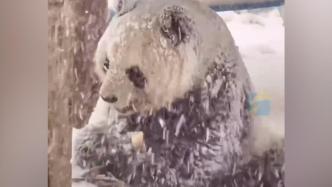 威海降暴雪，大熊猫雪中开“吃播”