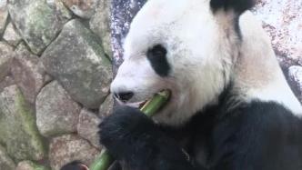 大熊猫“永明”被任命为“中日友好特使”