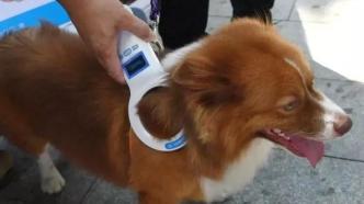 重庆养犬条例明年6月施行，通过芯片或生物技术追溯犬只来源