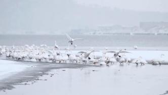 天鹅沐雪图！摄影爱好者拍到成群天鹅在雪中嬉戏
