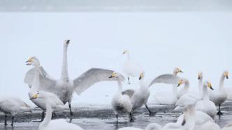 摄影爱好者拍到成群天鹅在雪中嬉戏、觅食