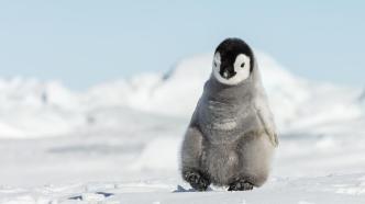 研究：南极洲65%本土物种面临消失风险，帝企鹅居风险首位