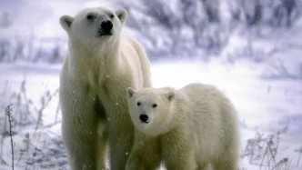 加拿大“熊都”附近的北极熊正快速消亡，近40年减少50%