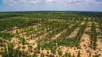 国家林草局：到2025年规划完成沙化土地治理任务1亿亩