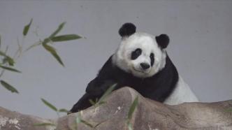 大熊猫“林惠”的泰国生活