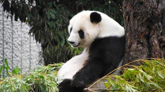 旅日大熊猫“旦旦”健康状况不佳，推迟至明年末返回中国