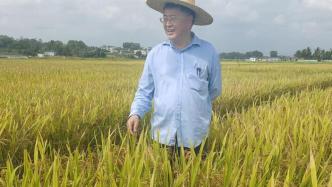 论稻｜中国水稻所胡培松院士：农民种粮积极性下降，如何保证粮食安全