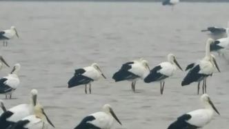 候鸟飞抵鄱阳湖南矶湿地栖息越冬