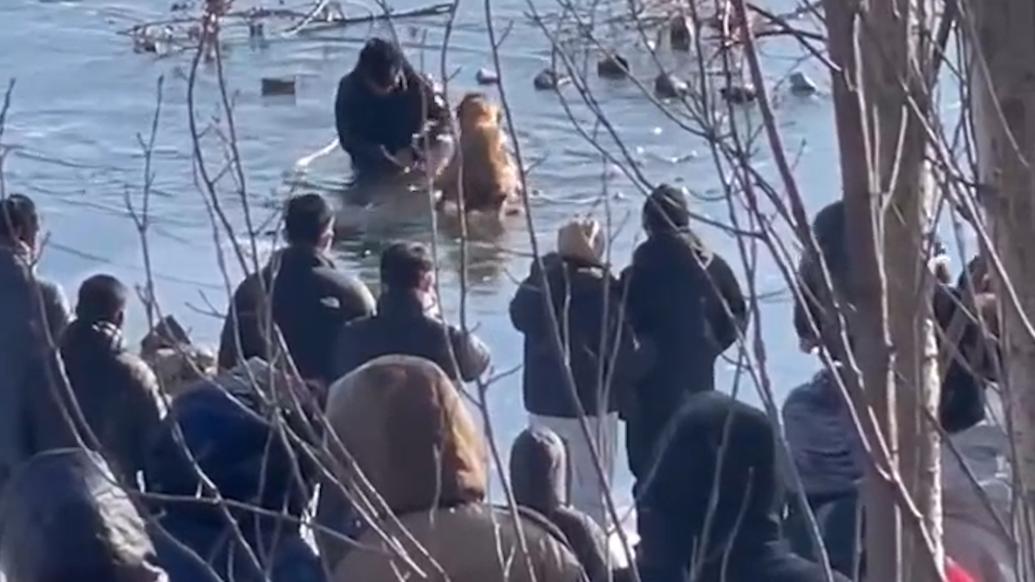 狗追鸭掉入冰水中，众人合力营救