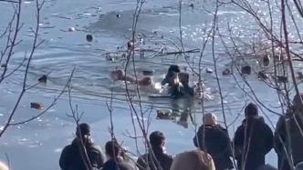 狗追鸭掉入冰水中，众人合力营救上岸