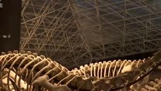 云南楚雄出土三具亿年前恐龙化石