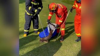 大蟒蛇溜进高尔夫球场，消防员合力捕捉