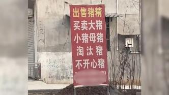 商家回應出售“不開心豬”被質疑是病豬：是不吃飯的豬