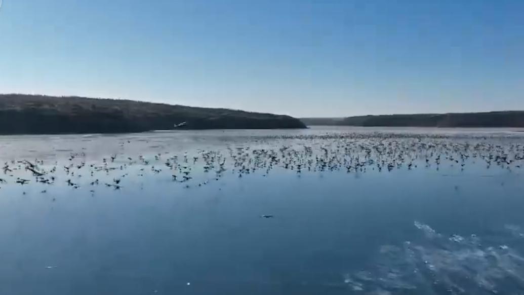 2万多只候鸟聚集内蒙古萨拉乌苏国家湿地公园越冬