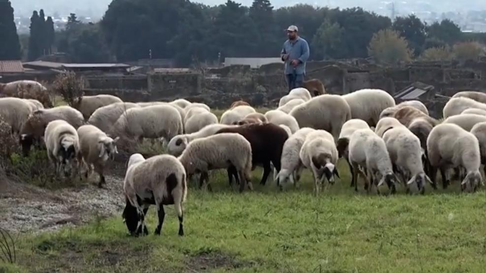 意大利庞贝利用羊群丰富城市景观