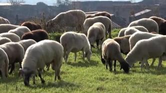 庞贝古城利用羊群丰富城市景观