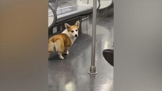 未拴绳柯基犬进入地铁车厢，客服：需查监控看其如何进入