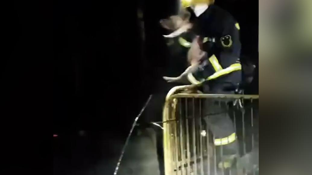 消防员灭完火救出被熏黑的小猪